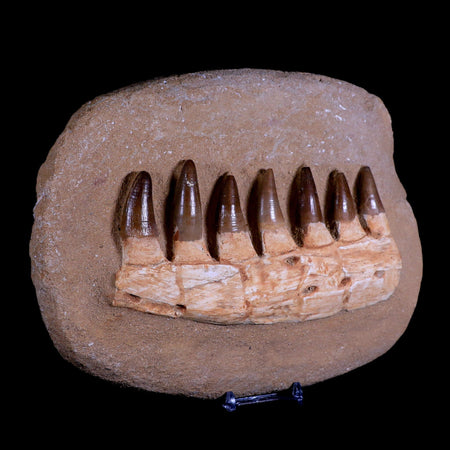 9" Mosasaur Prognathodon Fossil Jaw Teeth Cretaceous Dinosaur Era COA, Stand