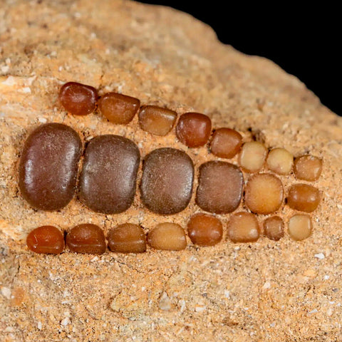 1.6" Bony Fish Fossil Phacodus Punctatus Ray Finned Jaw Teeth In Matrix Morocco - Fossil Age Minerals
