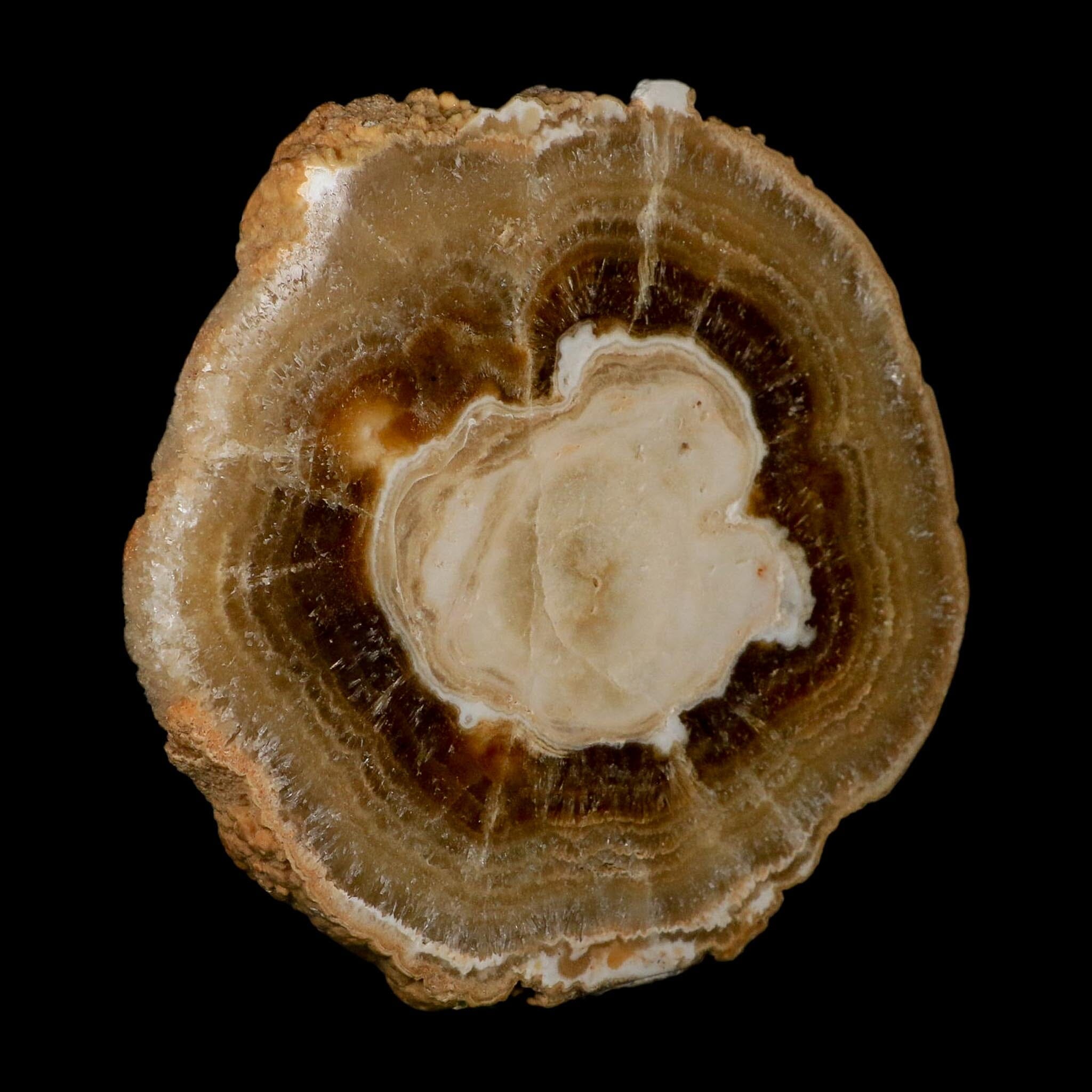 5.4" Aragonite Stalactite Slice Cave Calcite Crystal Mineral Specimen Morocco - Fossil Age Minerals