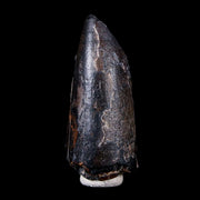2" Sarcosuchus Imperator Crocodile Fossil Tooth Elrhaz FM Cretaceous Niger COA