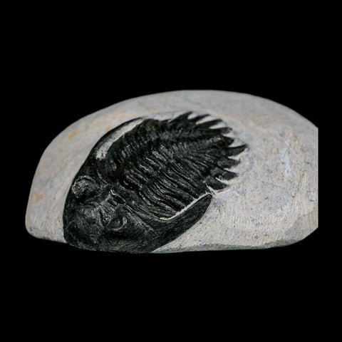 2.2" Metacanthina Issoumourensis Trilobite Fossil Devonian Age 400 Mil Yrs Old COA - Fossil Age Minerals