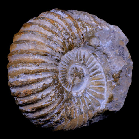 4.2" Acanthoceras Ammonite Fossil Agadir Morocco 360 Million Year Old COA - Fossil Age Minerals