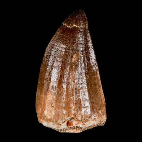 XL 2.1" Mosasaur Prognathodon Fossil Tooth Cretaceous Dinosaur Era COA & Stand - Fossil Age Minerals