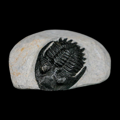 2.2" Metacanthina Issoumourensis Trilobite Fossil Devonian Age 400 Mil Yrs Old COA - Fossil Age Minerals