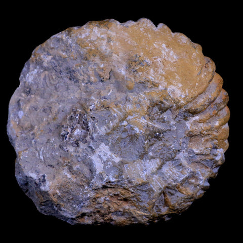 4.2" Acanthoceras Ammonite Fossil Agadir Morocco 360 Million Year Old COA - Fossil Age Minerals