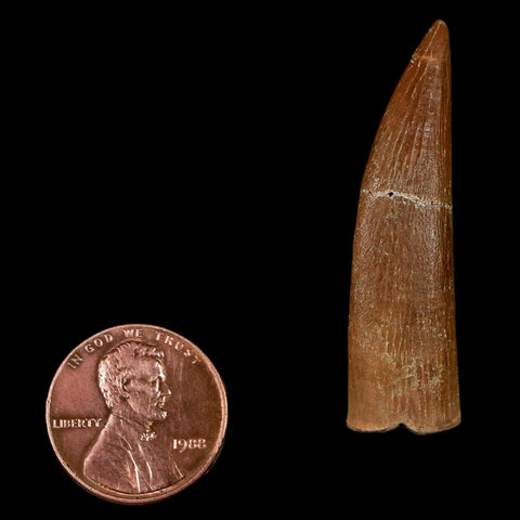 1.7" Plesiosaur Zarafasaura Tooth Fossil Cretaceous Dinosaur Era COA, Stand - Fossil Age Minerals