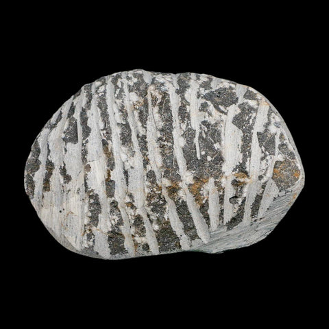 2.2" Metacanthina Issoumourensis Trilobite Fossil Devonian Age 400 Mil Yrs Old COA - Fossil Age Minerals