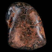 Gastrolites - Gastrolith Stomach Stones For Sale - Fossil Age Minerals