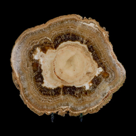 6.5" Aragonite Stalactite Slice Cave Calcite Crystal Mineral Specimen Morocco