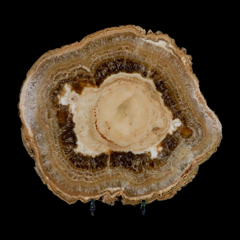 6.5" Aragonite Stalactite Slice Cave Calcite Crystal Mineral Specimen Morocco