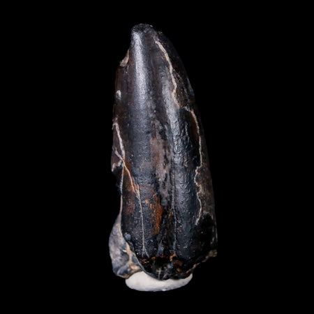 2" Sarcosuchus Imperator Crocodile Fossil Tooth Elrhaz FM Cretaceous Niger COA