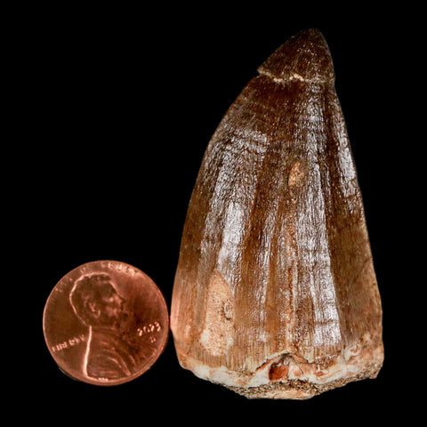 XL 2.1" Mosasaur Prognathodon Fossil Tooth Cretaceous Dinosaur Era COA & Stand - Fossil Age Minerals