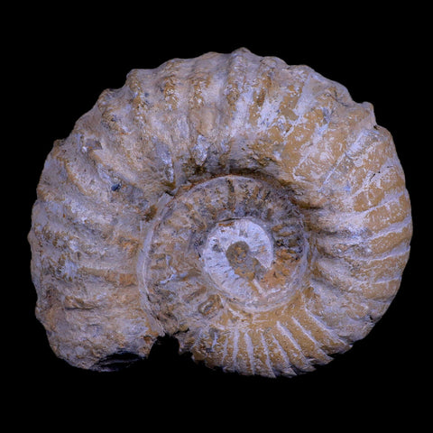 4.9" Acanthoceras Ammonite Fossil Agadir Morocco 360 Million Year Old COA - Fossil Age Minerals