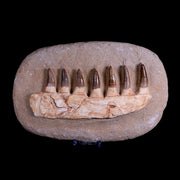 10" Mosasaur Prognathodon Fossil Jaw Teeth Cretaceous Dinosaur Era COA, Stand