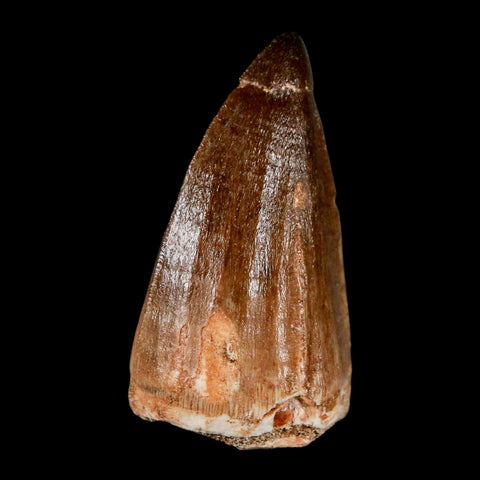 XL 2.1" Mosasaur Prognathodon Fossil Tooth Cretaceous Dinosaur Era COA & Stand - Fossil Age Minerals