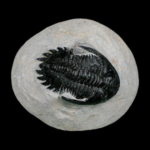 2.2" Metacanthina Issoumourensis Trilobite Fossil Devonian Age 400 Mil Yrs Old COA - Fossil Age Minerals