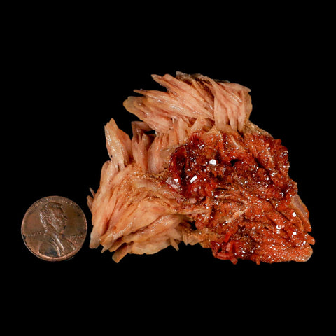 2.5" Sparkly Red Vanadinite Crystals on White Barite Blades Mineral Mabladen Morocco - Fossil Age Minerals