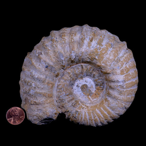 4.9" Acanthoceras Ammonite Fossil Agadir Morocco 360 Million Year Old COA - Fossil Age Minerals