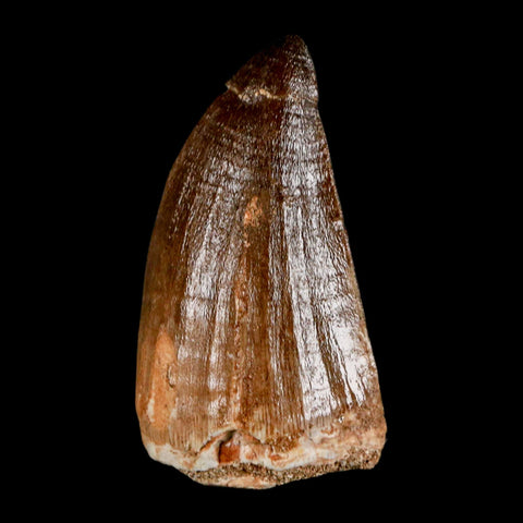 XL 2.1" Mosasaur Prognathodon Fossil Tooth Cretaceous Dinosaur Era COA & Stand - Fossil Age Minerals