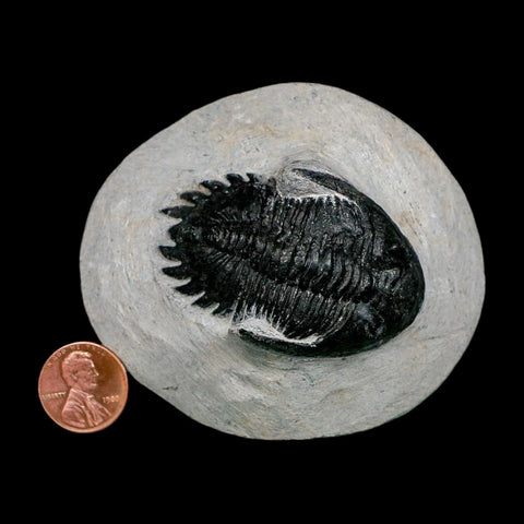 2.2" Metacanthina Issoumourensis Trilobite Fossil Devonian Age 400 Mil Yrs Old COA - Fossil Age Minerals