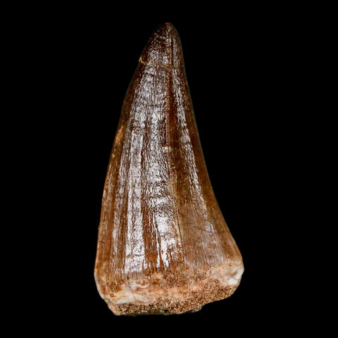 XL 2.1" Mosasaur Prognathodon Fossil Tooth Cretaceous Dinosaur Era COA & Stand - Fossil Age Minerals