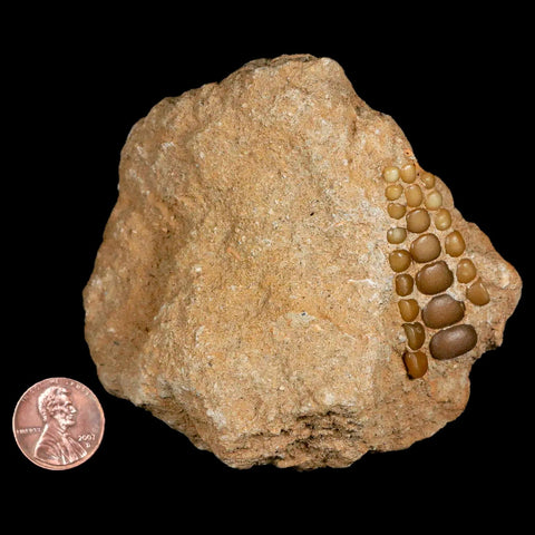 1.7" Bony Fish Fossil Phacodus Punctatus Ray Finned Jaw Teeth In Matrix Morocco - Fossil Age Minerals