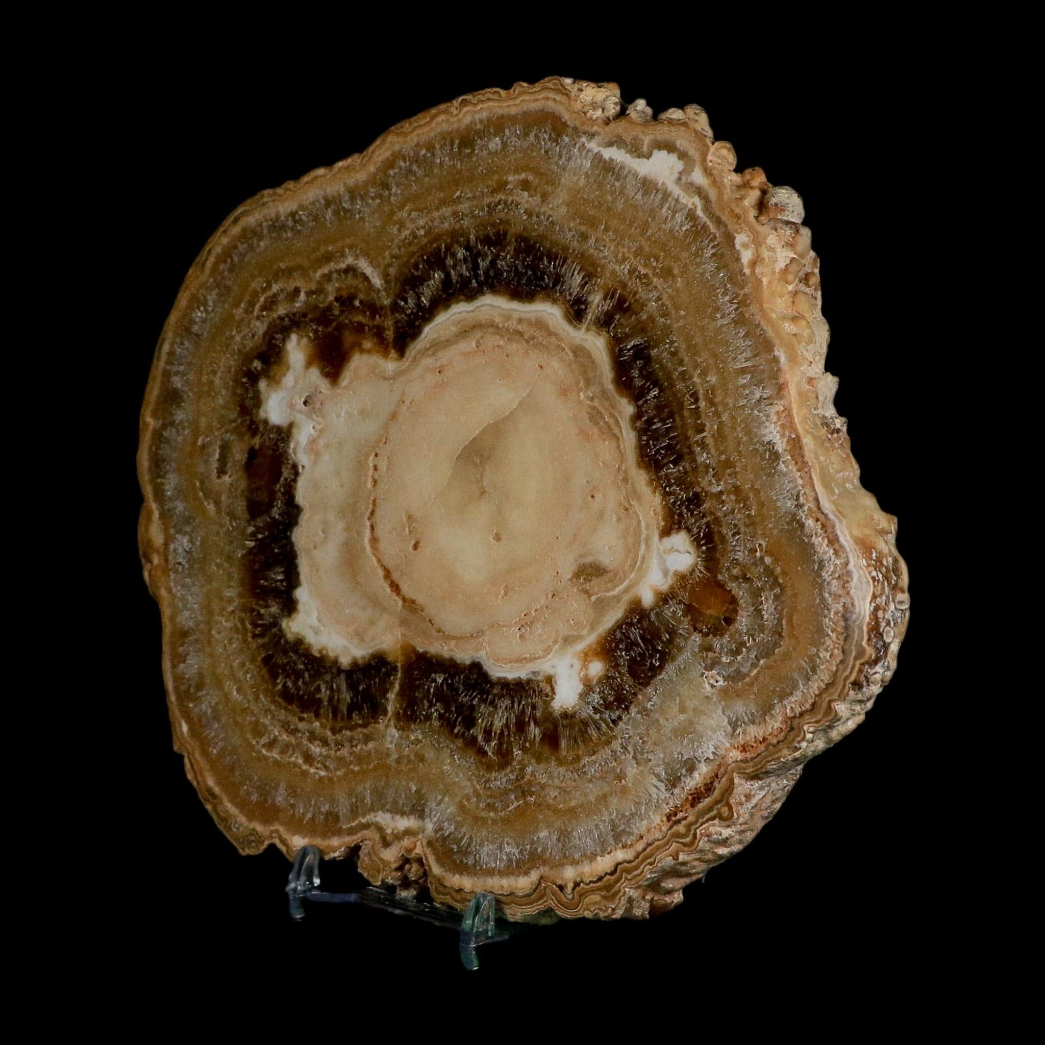 6.5" Aragonite Stalactite Slice Cave Calcite Crystal Mineral Specimen Morocco - Fossil Age Minerals