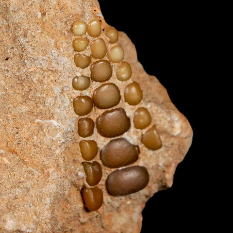 1.7" Bony Fish Fossil Phacodus Punctatus Ray Finned Jaw Teeth In Matrix Morocco - Fossil Age Minerals