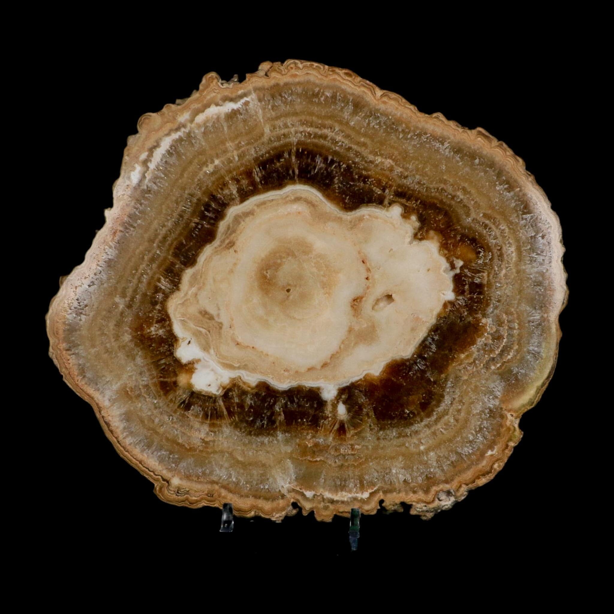 6.5" Aragonite Stalactite Slice Cave Calcite Crystal Mineral Specimen Morocco - Fossil Age Minerals