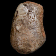 1.7" Sauropod Dinosaur Stomach Stone Gastrolith Rock Gizzard Stone COA