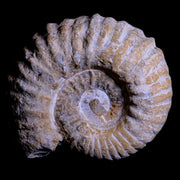 4.9" Acanthoceras Ammonite Fossil Agadir Morocco 360 Million Year Old COA