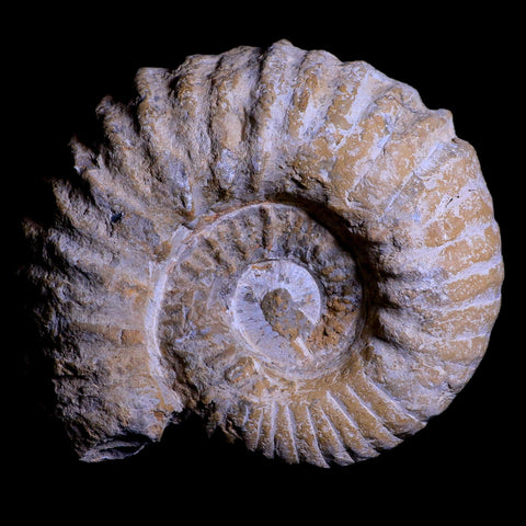 4.9" Acanthoceras Ammonite Fossil Agadir Morocco 360 Million Year Old COA - Fossil Age Minerals