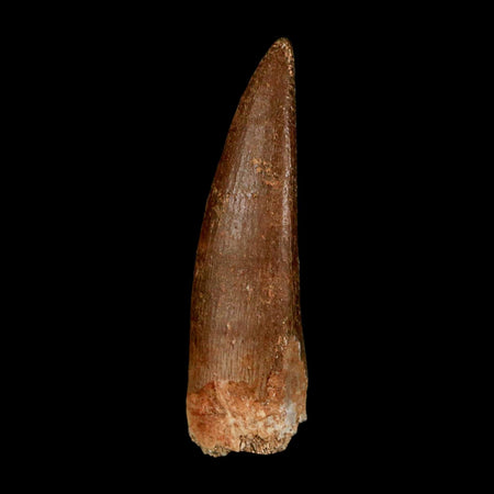 1.5" Plesiosaur Zarafasaura Tooth Fossil Cretaceous Dinosaur Era COA, Stand