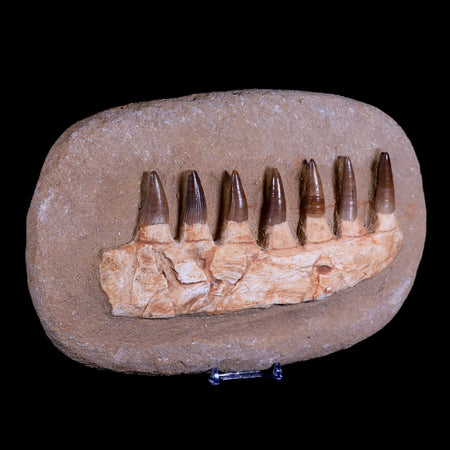 10" Mosasaur Prognathodon Fossil Jaw Teeth Cretaceous Dinosaur Era COA, Stand