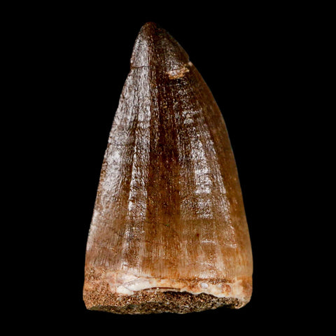 XL 2.1" Mosasaur Prognathodon Fossil Tooth Cretaceous Dinosaur Era COA & Stand - Fossil Age Minerals