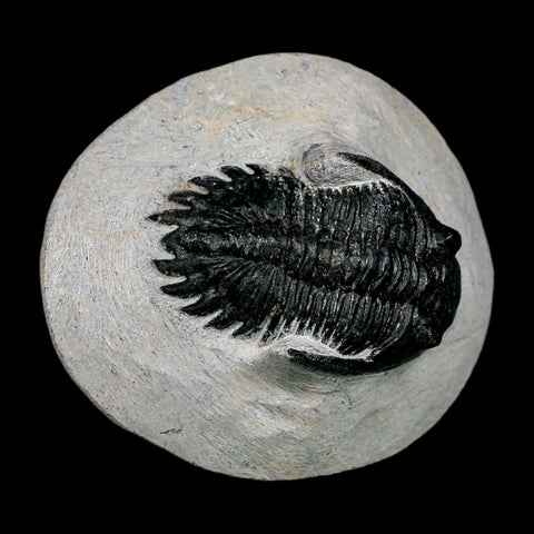 2.2" Metacanthina Issoumourensis Trilobite Fossil Devonian Age 400 Mil Yrs Old COA - Fossil Age Minerals