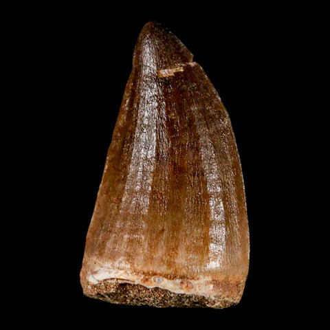 XL 2.1" Mosasaur Prognathodon Fossil Tooth Cretaceous Dinosaur Era COA & Stand - Fossil Age Minerals