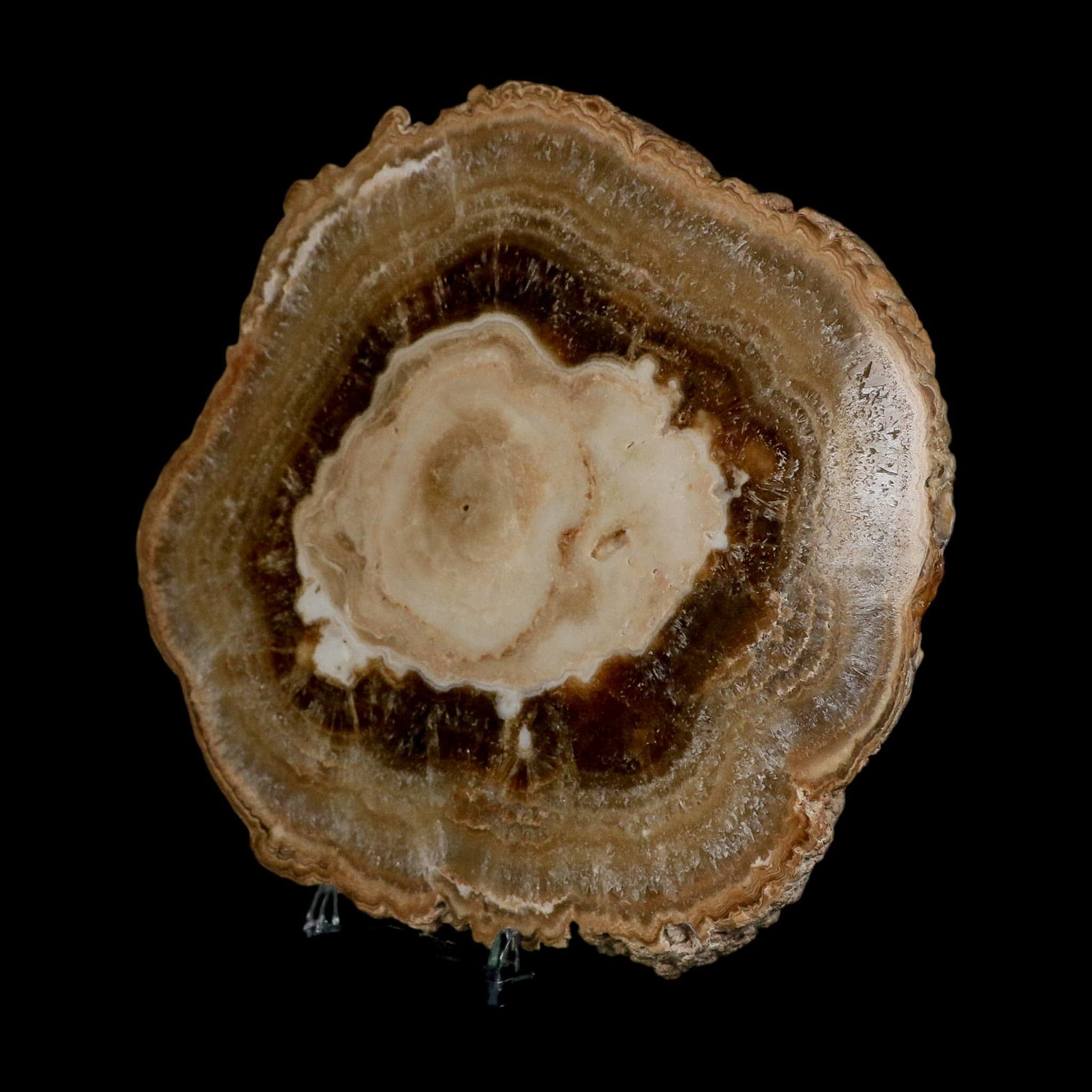6.5" Aragonite Stalactite Slice Cave Calcite Crystal Mineral Specimen Morocco - Fossil Age Minerals