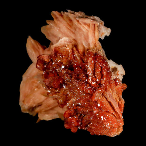 2.5" Sparkly Red Vanadinite Crystals on White Barite Blades Mineral Mabladen Morocco - Fossil Age Minerals