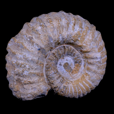 4.9" Acanthoceras Ammonite Fossil Agadir Morocco 360 Million Year Old COA