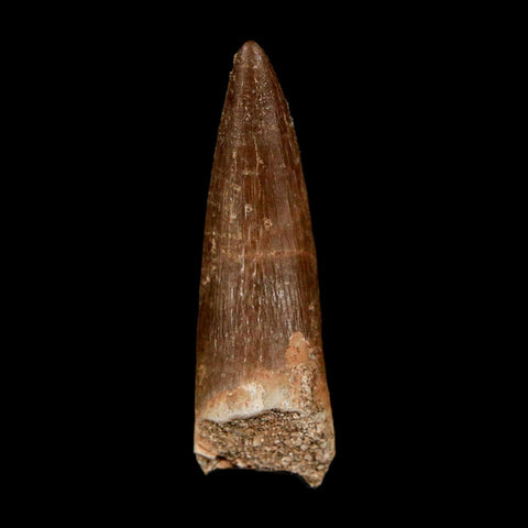 1.5" Plesiosaur Zarafasaura Tooth Fossil Cretaceous Dinosaur Era COA, Stand - Fossil Age Minerals