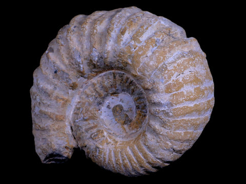 4.9" Acanthoceras Ammonite Fossil Agadir Morocco 360 Million Year Old COA - Fossil Age Minerals