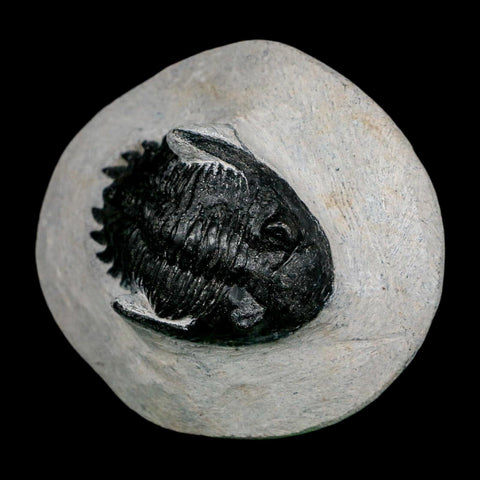 2.2" Metacanthina Issoumourensis Trilobite Fossil Devonian Age 400 Mil Yrs Old COA - Fossil Age Minerals