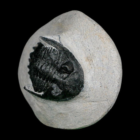 2.2" Metacanthina Issoumourensis Trilobite Fossil Devonian Age 400 Mil Yrs Old COA - Fossil Age Minerals