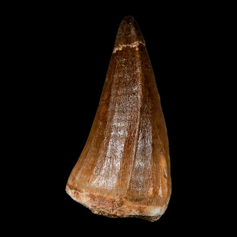 XL 2.1" Mosasaur Prognathodon Fossil Tooth Cretaceous Dinosaur Era COA & Stand - Fossil Age Minerals