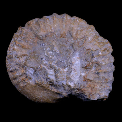 4.9" Acanthoceras Ammonite Fossil Agadir Morocco 360 Million Year Old COA - Fossil Age Minerals