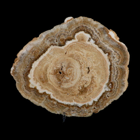 6.2" Aragonite Stalactite Slice Cave Calcite Crystal Mineral Specimen Morocco