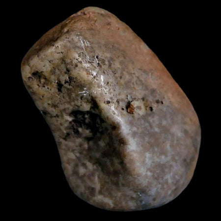 1.7" Sauropod Dinosaur Stomach Stone Gastrolith Rock Gizzard Stone COA