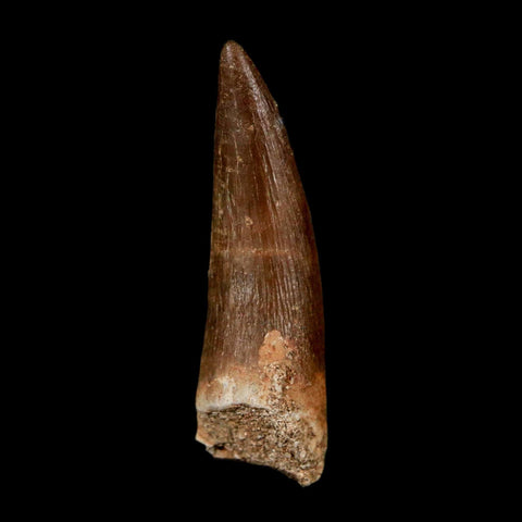 1.5" Plesiosaur Zarafasaura Tooth Fossil Cretaceous Dinosaur Era COA, Stand - Fossil Age Minerals