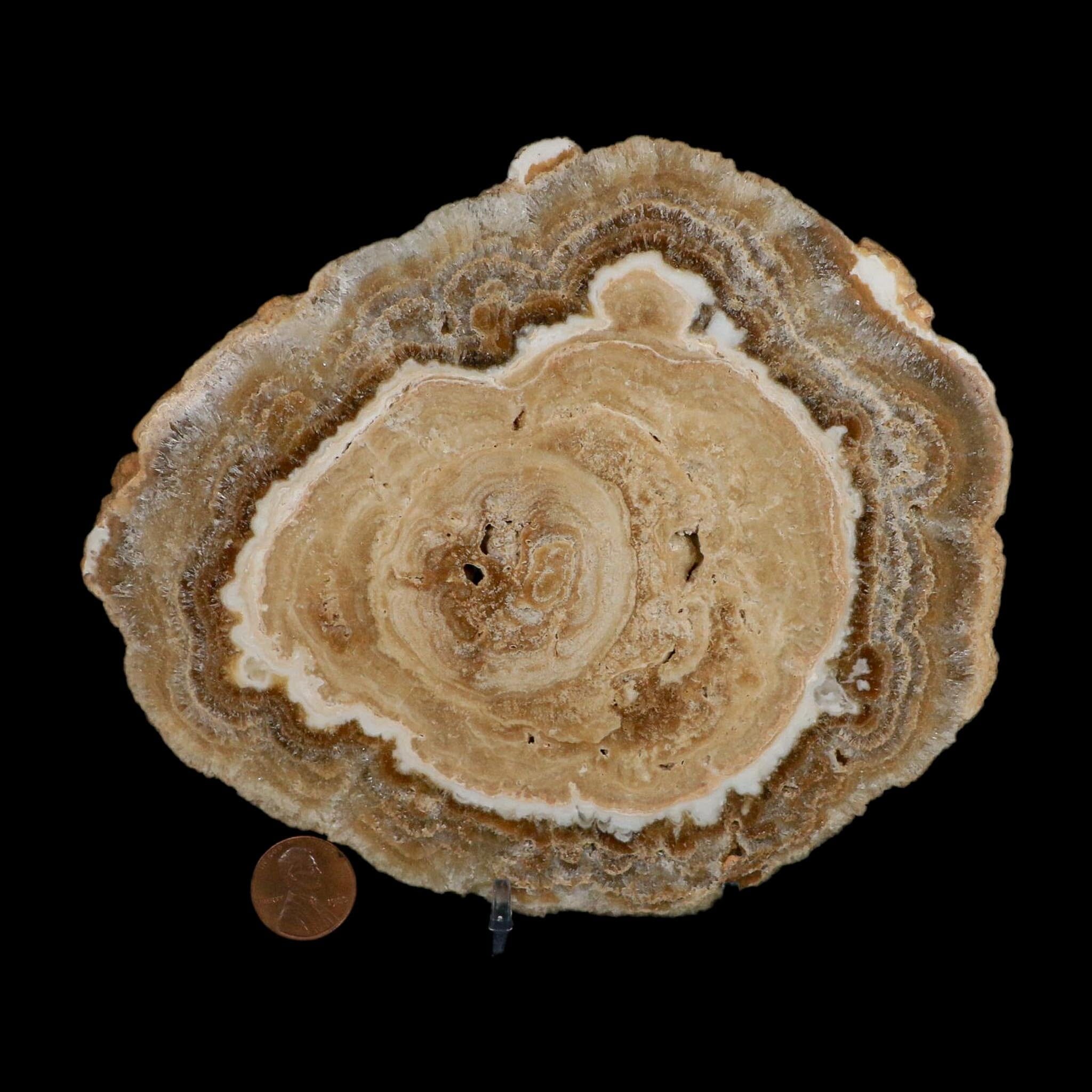6.5" Aragonite Stalactite Slice Cave Calcite Crystal Mineral Specimen Morocco - Fossil Age Minerals